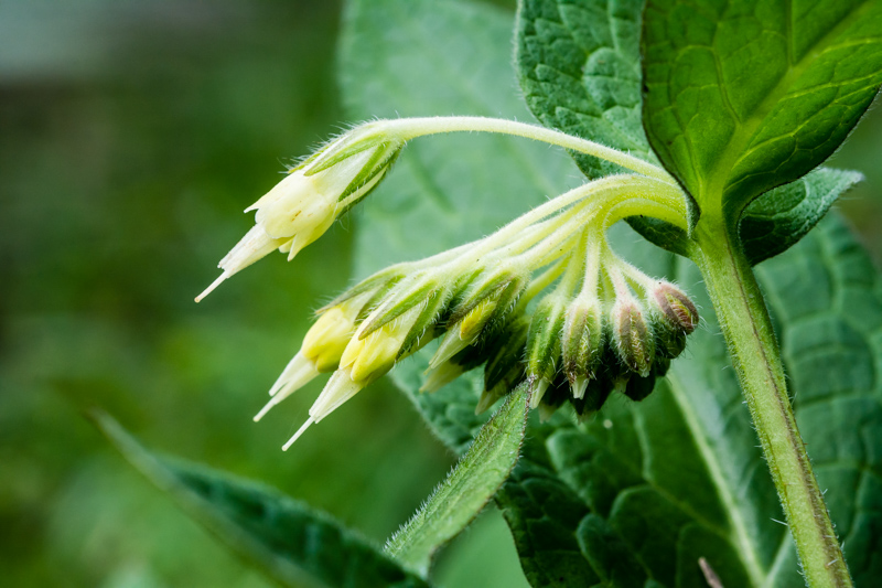 Symphytum bulbosum?  S !